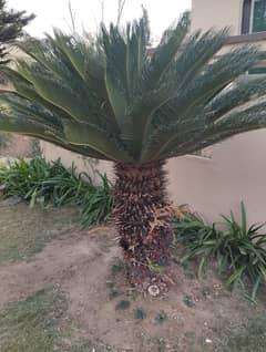 kungipalm plant