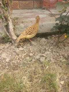 irani King size male teeter for sale and dhakni female breed  ki liyi