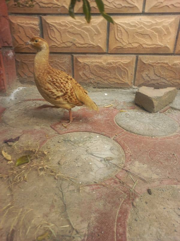 irani King size male teeter for sale and dhakni female breed  ki liyi 2