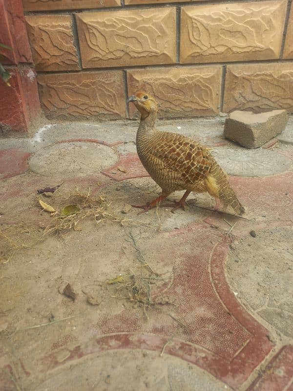 irani King size male teeter for sale and dhakni female breed  ki liyi 4