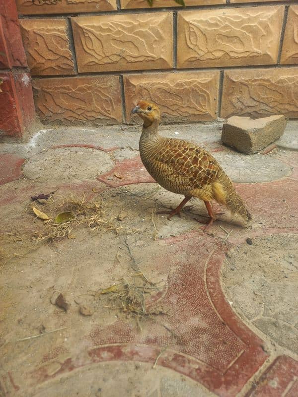 irani King size male teeter for sale and dhakni female breed  ki liyi 5