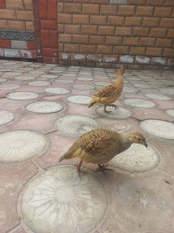 irani King size male teeter for sale and dhakni female breed  ki liyi 6