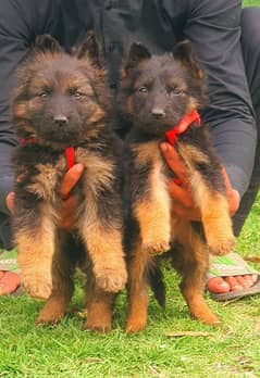 German Shepherd long coated pair two2 month for sale