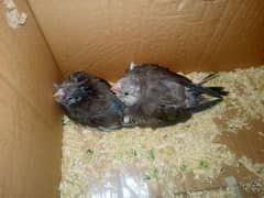 cockatiel parrot 2 chicks