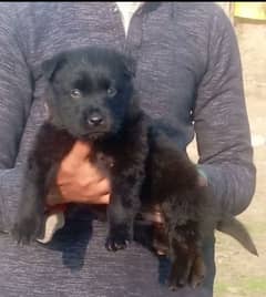 Balck German Shepherd male available for sale