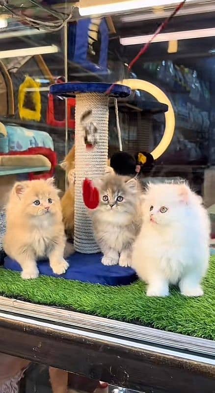 persian kittens 2