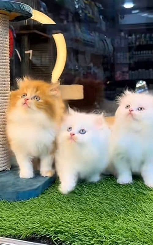 persian kittens 4