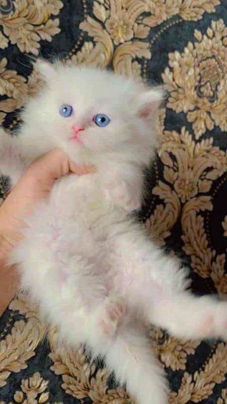 persian kittens 8