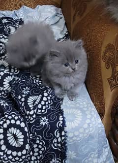 persion kittens . . . . Cute and lo. . . . CONTACT ME 03208839686