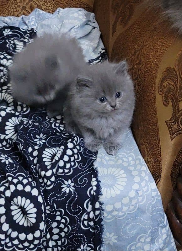 persion kittens . . . . Cute and lo. . . . CONTACT ME 03208839686 0