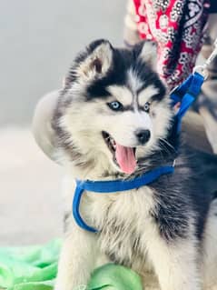 Husky blue eyes female