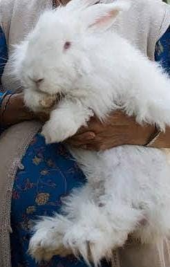 English angora male pure breed jumbo size 03032293774 1