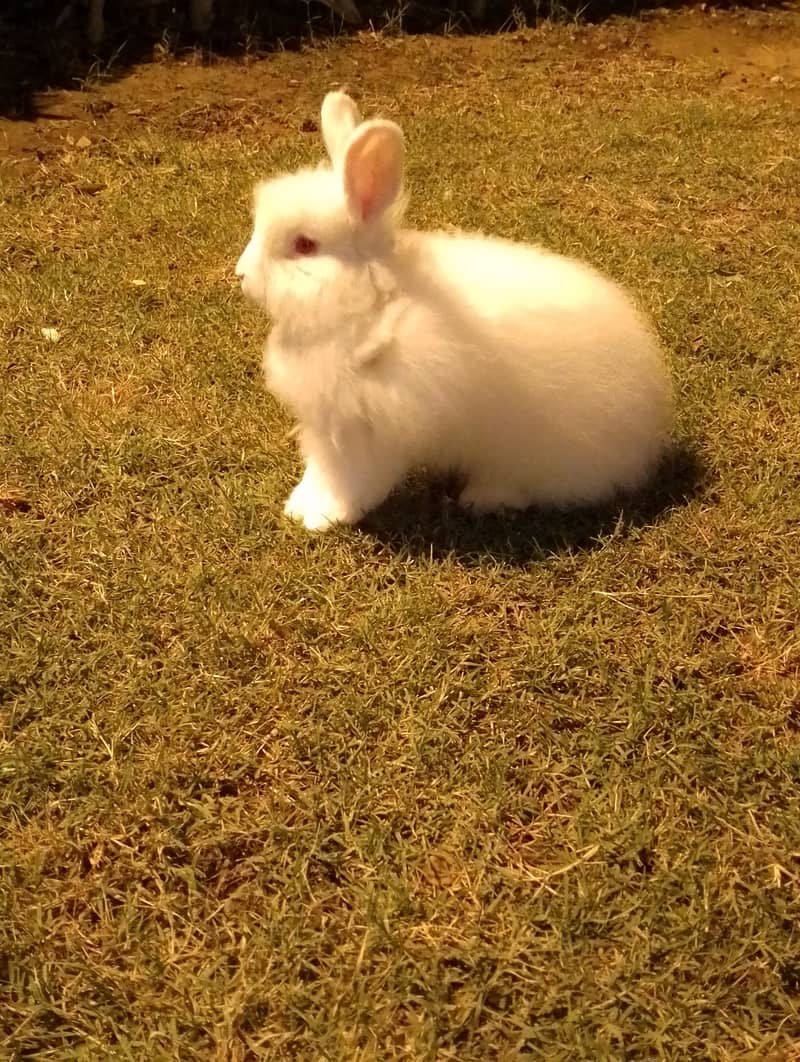 English angora male pure breed jumbo size 03032293774 2