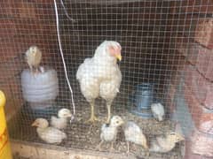 1 months age of chicks