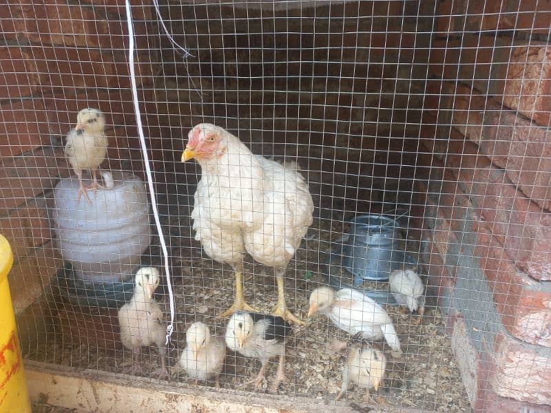 1 months age of chicks 1