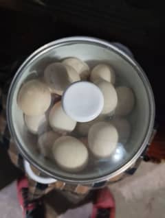 fresh aseel eggs