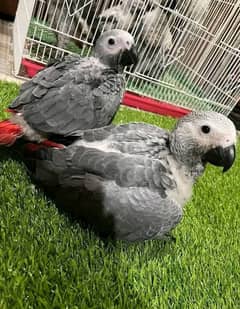 03319974101-*African Grey Parrot checks for sale