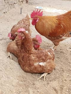 Brown Rooster open wings Hen for sell