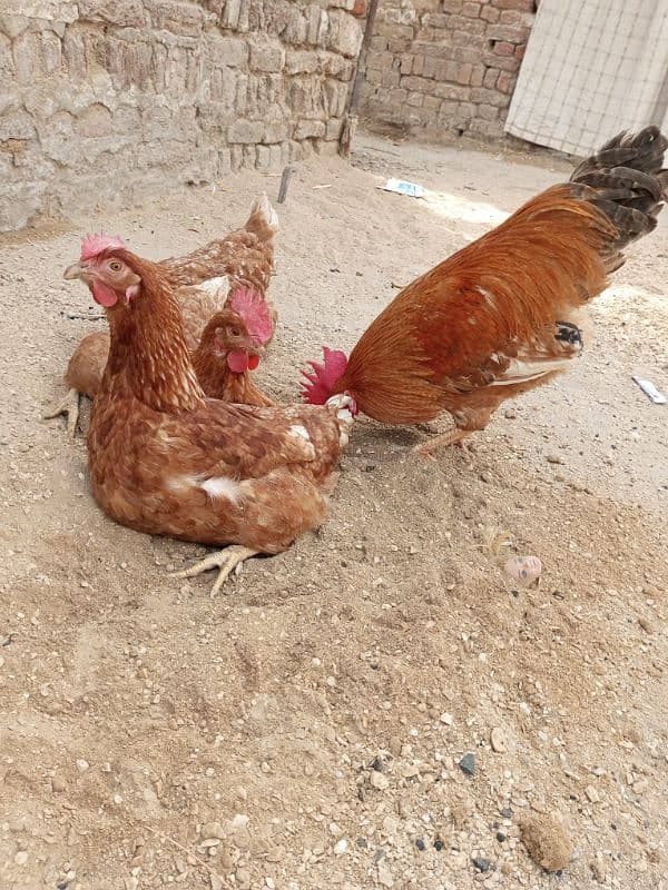 Brown Rooster open wings Hen for sell 1