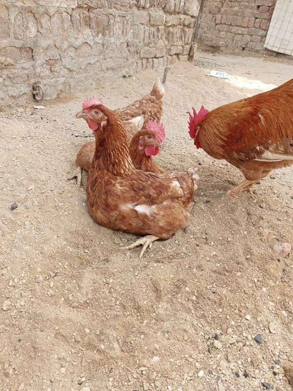 Brown Rooster open wings Hen for sell 2