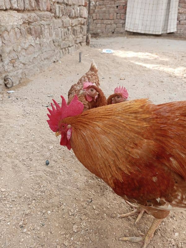 Brown Rooster open wings Hen for sell 3