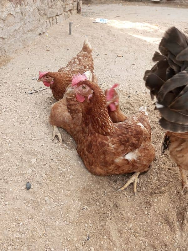 Brown Rooster open wings Hen for sell 5