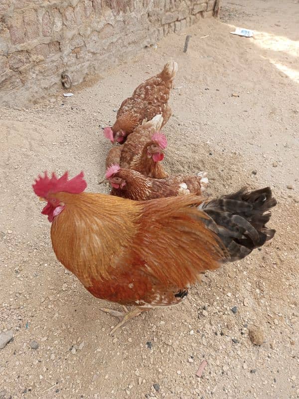 Brown Rooster open wings Hen for sell 6