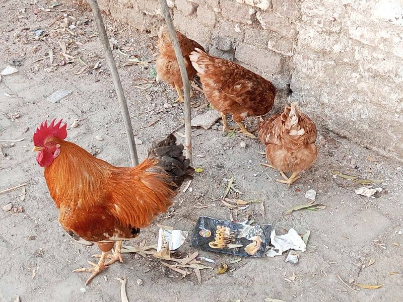 Brown Rooster open wings Hen for sell 7