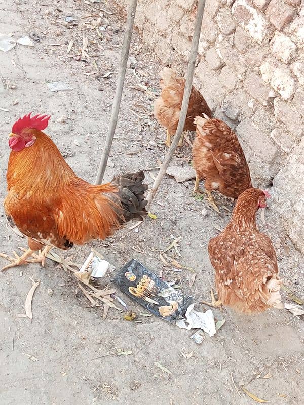 Brown Rooster open wings Hen for sell 8