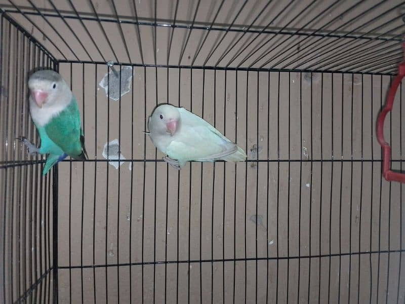 lovebirds complete setup 4