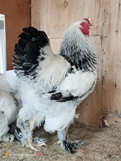 light Brahma egg Available