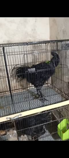 Ayam cemani black tongue eggs & chicks