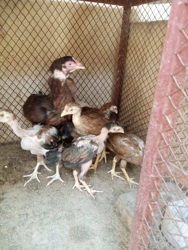 aseel murghi with 6 chicks 2