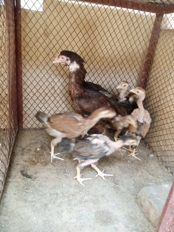 aseel murghi with 6 chicks 3