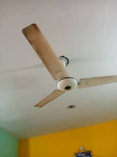 Royal ceiling fan