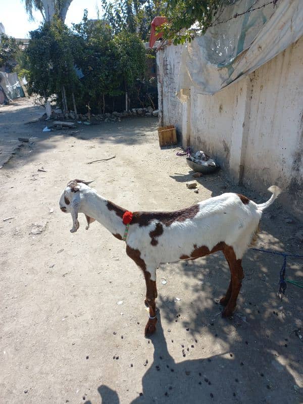 Beautiful bakri 1 bache k sath 1