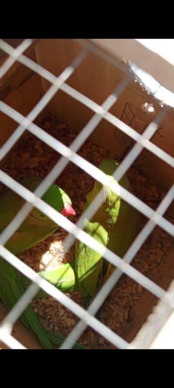 GREEN PARRROTS BREEDER PAIR 0