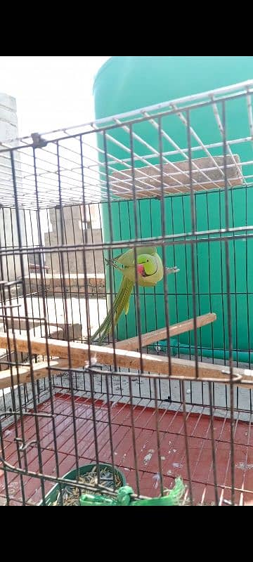 GREEN PARRROTS BREEDER PAIR 1