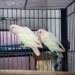 0327-0277654/love bird/parrot/cage/albino/pastelino/lutino/fisher/cock