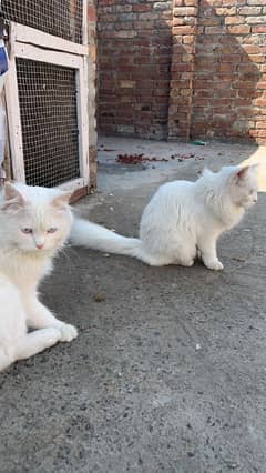 Persian pair triple cot blue eyes