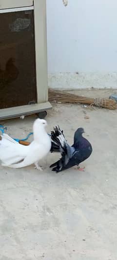 Fancy lakha pigeon