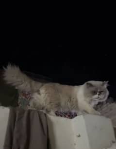 Persian male cat