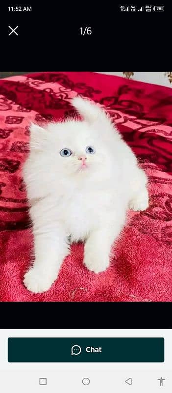 Persian kittens triple coat pair for sale contact whatsap03046501951 0