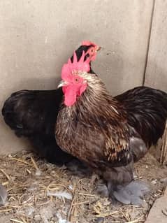 Bantam breeder  pair