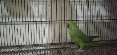 parrot