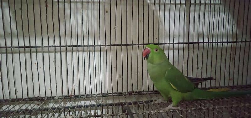 parrot for sale 0