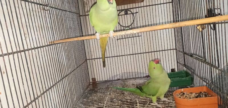 parrot for sale 2