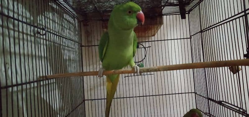 parrot for sale 3