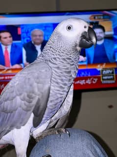 African grey