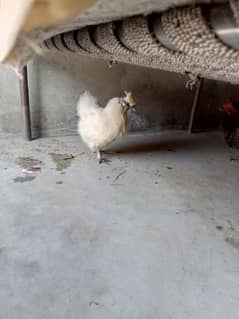 Silkie Female Egg Laying